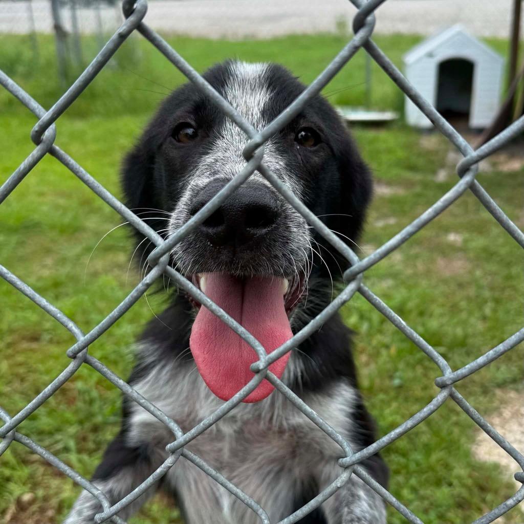 Diesel, a Adoptable mixed breed in Morgantown, KY image 4/6