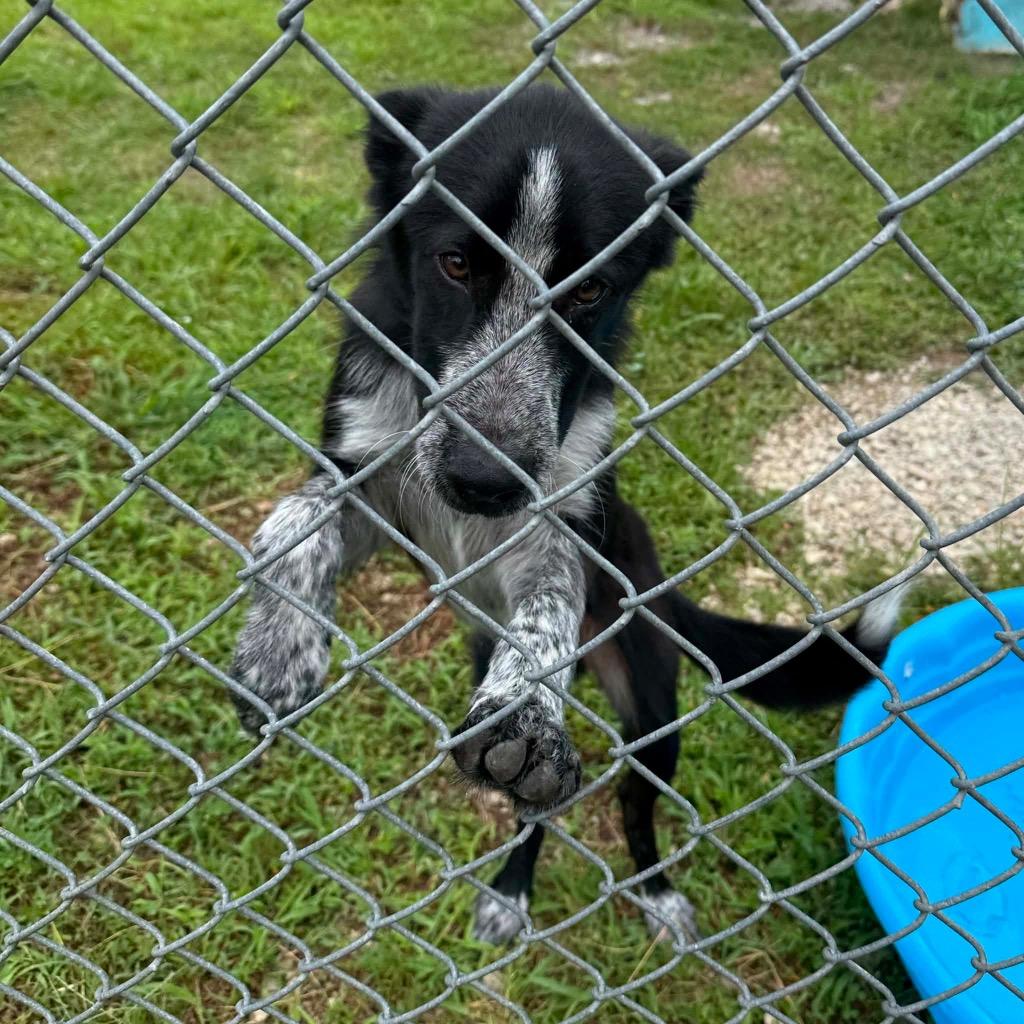Diesel, a Adoptable mixed breed in Morgantown, KY image 5/6