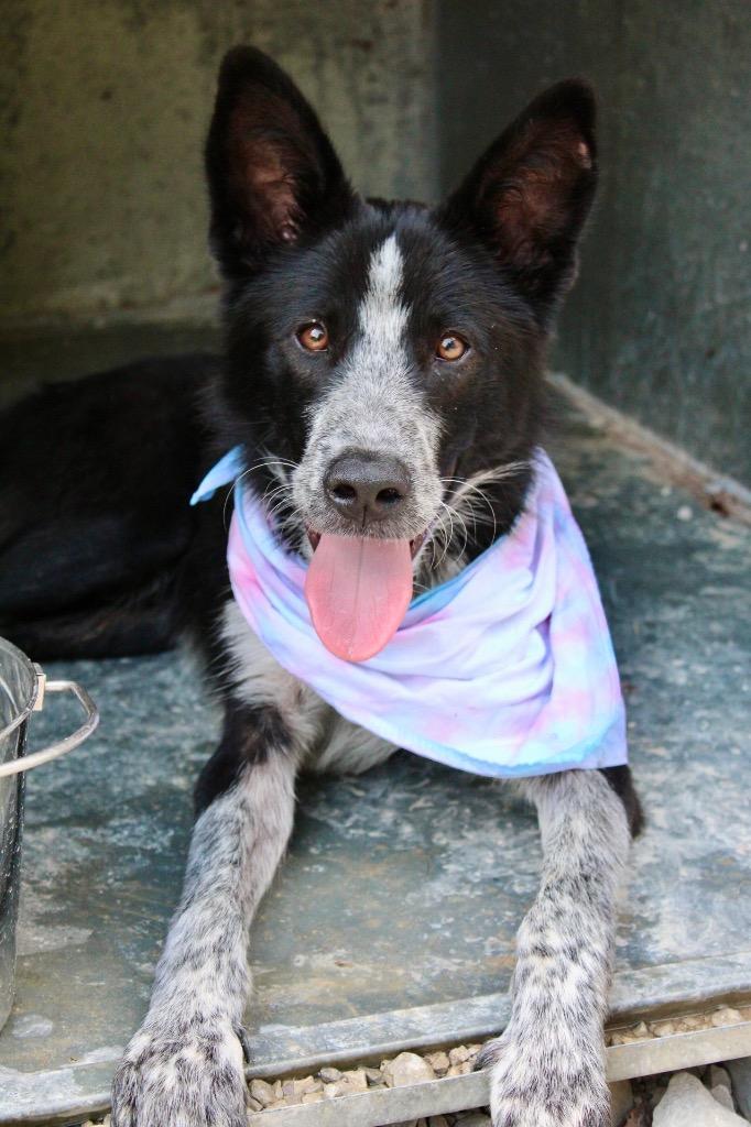 Diesel, a Adoptable mixed breed in Morgantown, KY image 6/6