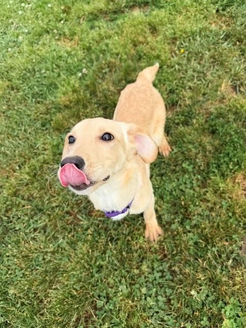 Majesty, a ADOPTABLE mixed breed in Augusta, WV image 2/3
