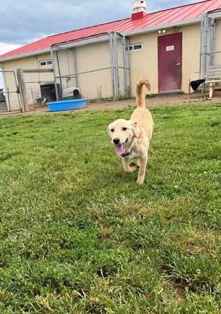 Majesty, a ADOPTABLE mixed breed in Augusta, WV image 3/3