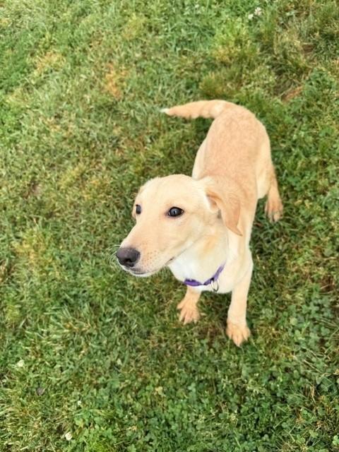 Majesty, ADOPTABLE, Young Female Cocker Spaniel & Labrador Retriever.