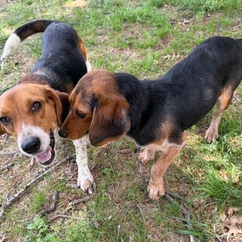 Jack, an adopted Beagle in Allentown, PA image 6/6