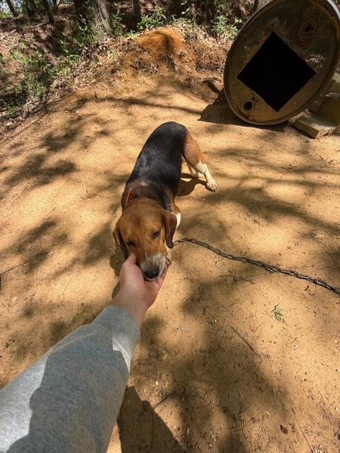 Jack, an adopted Beagle in Allentown, PA image 4/6
