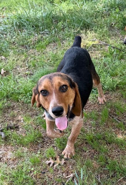 Jack, adopted, Young Male Beagle.