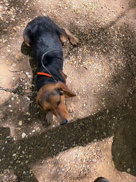 Jack, an adopted Beagle in Allentown, PA image 3/6
