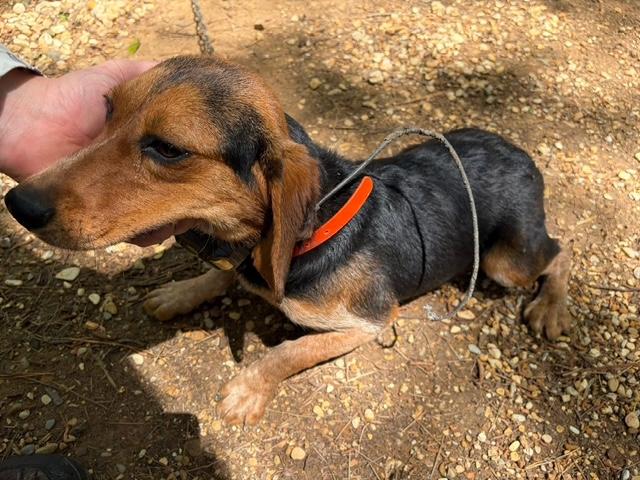 Jack, an adopted Beagle in Allentown, PA image 2/6