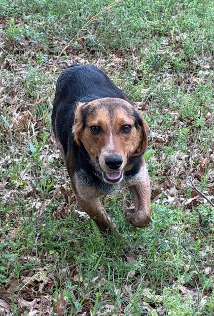 Jack, an adopted Beagle in Allentown, PA image 5/6