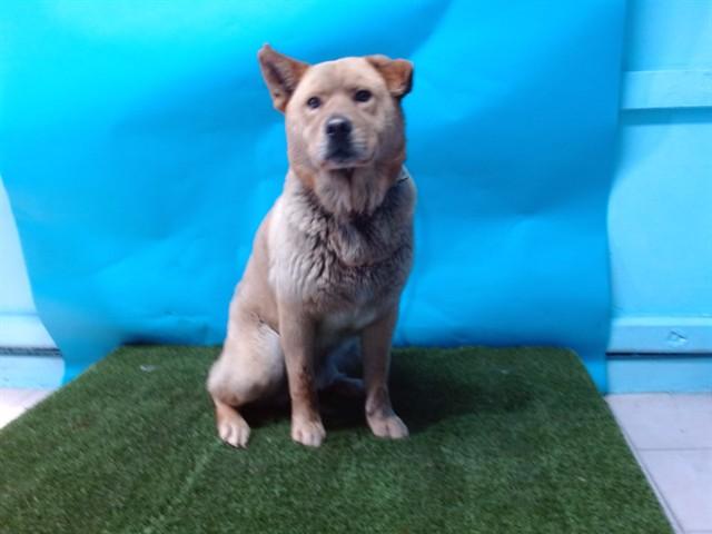 Enlarge ROOFUS, a Adoptable Chow Chow in Gardena, CA image 1/1