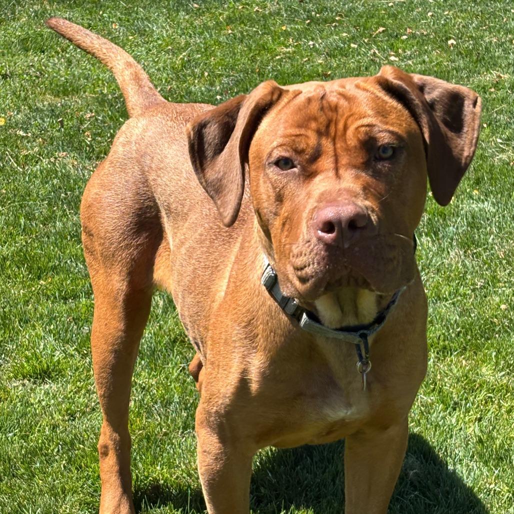 Ashanti, Adoptable, Young Female Mixed Breed.