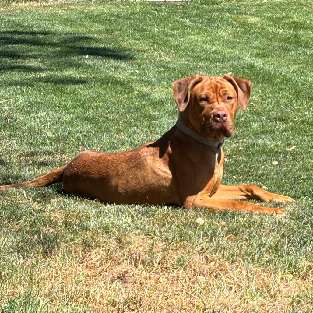 Enlarge Ashanti, a Adoptable Mixed Breed in Medford, OR image 2/3