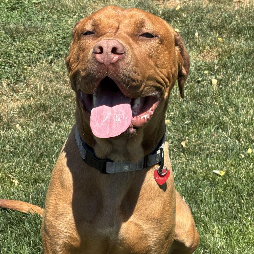 Enlarge Ashanti, a Adoptable Mixed Breed in Medford, OR image 3/3