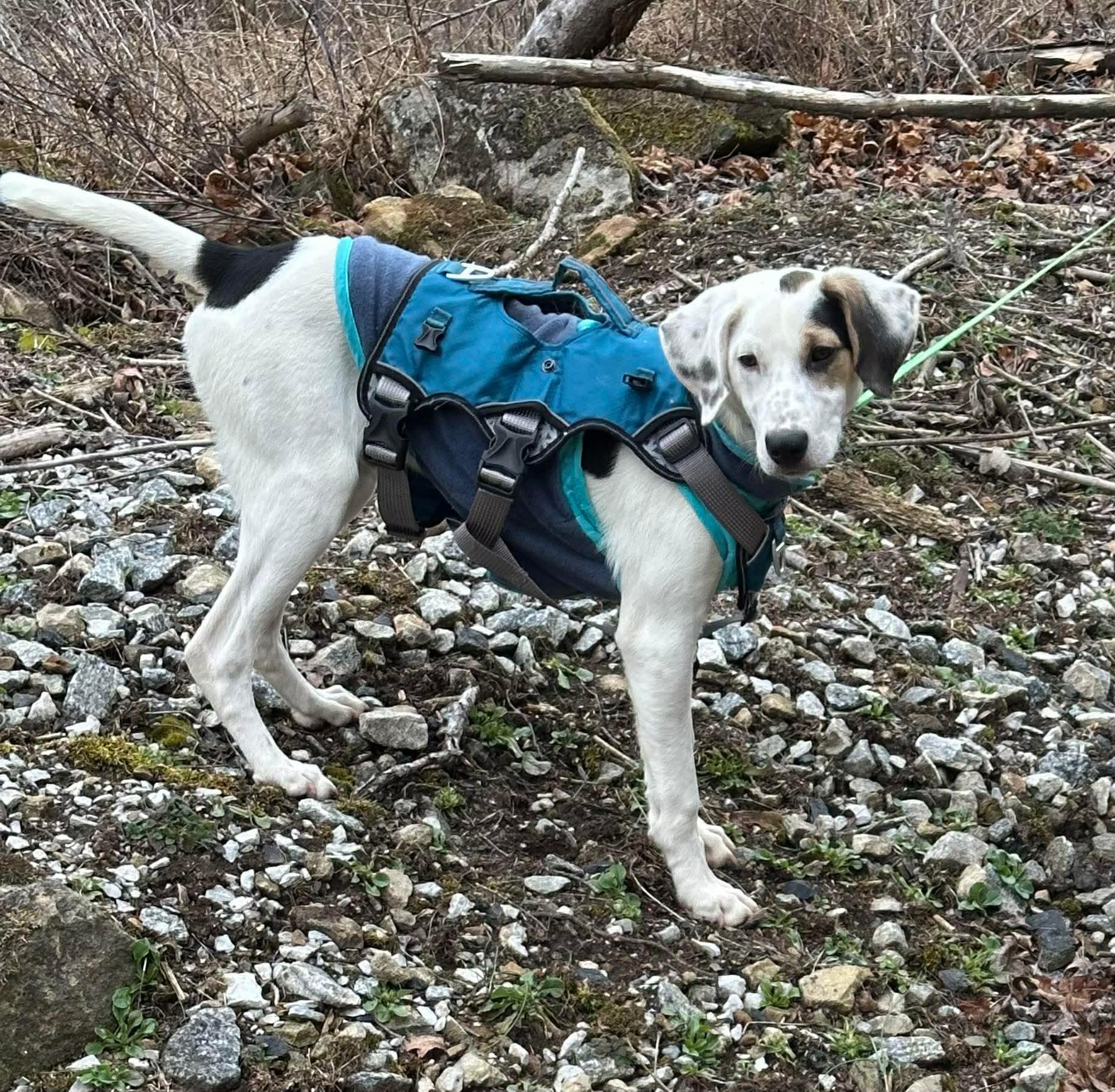 DJ, an adopted mixed breed in Westwood, NJ image 3/6