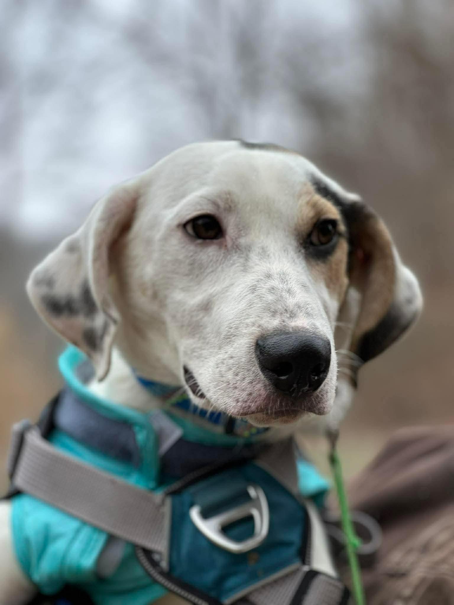 DJ, an adopted mixed breed in Westwood, NJ image 1/6