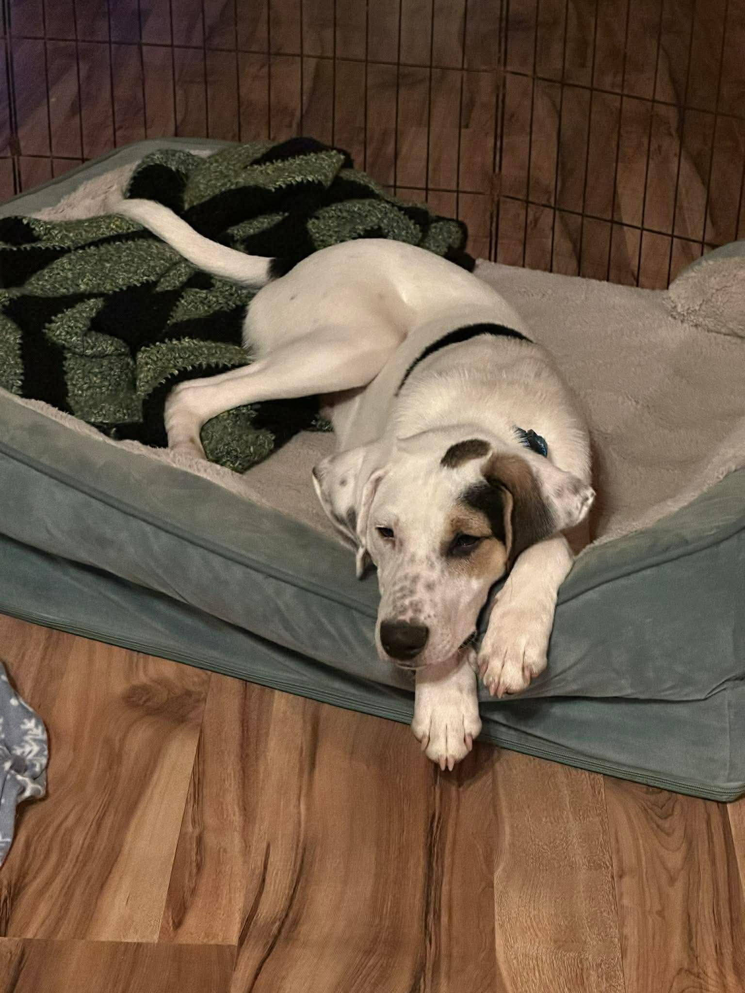 DJ, an adopted mixed breed in Westwood, NJ image 4/6