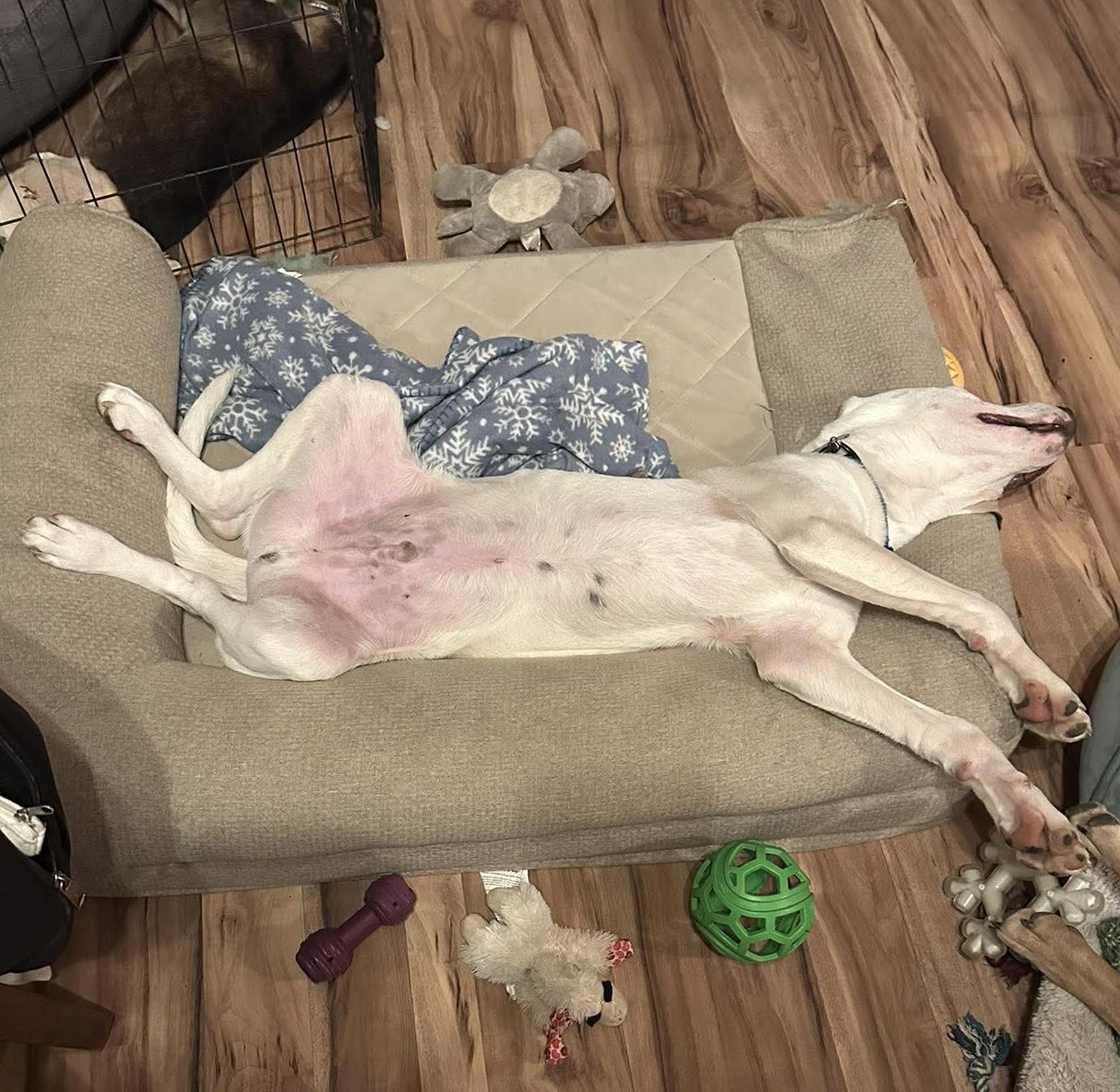 DJ, an adopted mixed breed in Westwood, NJ image 5/6