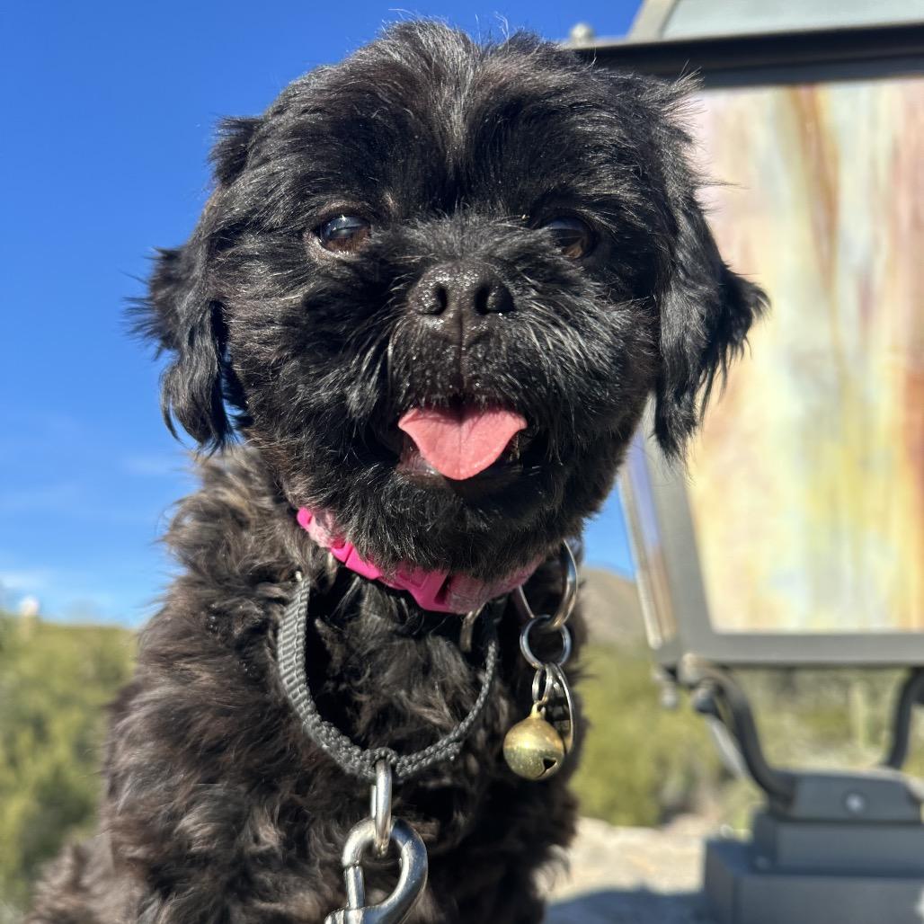 Enlarge Jade, a Adoptable Shih Tzu in Phoenix, AZ image 1/4