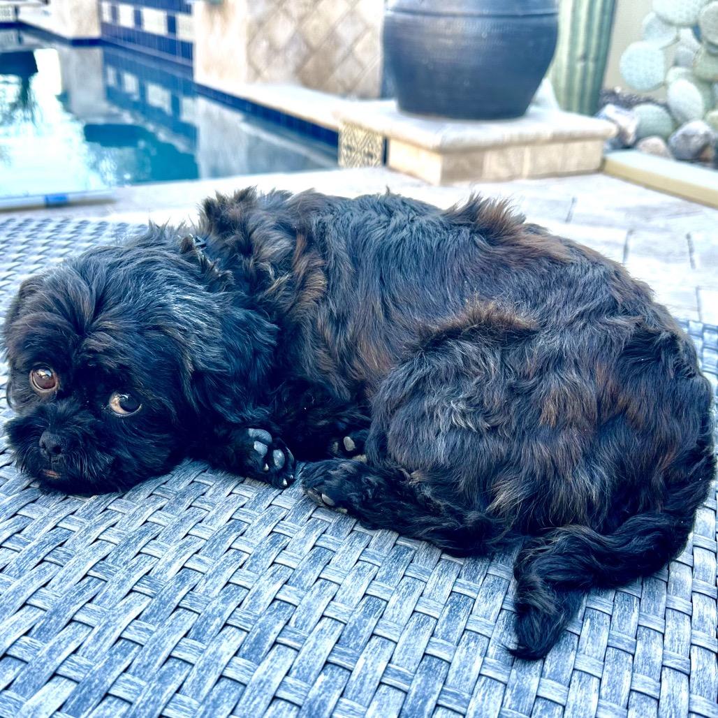 Enlarge Jade, a Adoptable Shih Tzu in Phoenix, AZ image 2/4