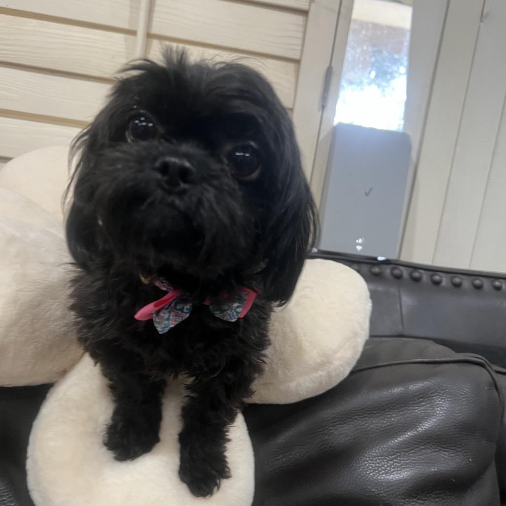 Enlarge Jade, a Adoptable Shih Tzu in Phoenix, AZ image 3/4