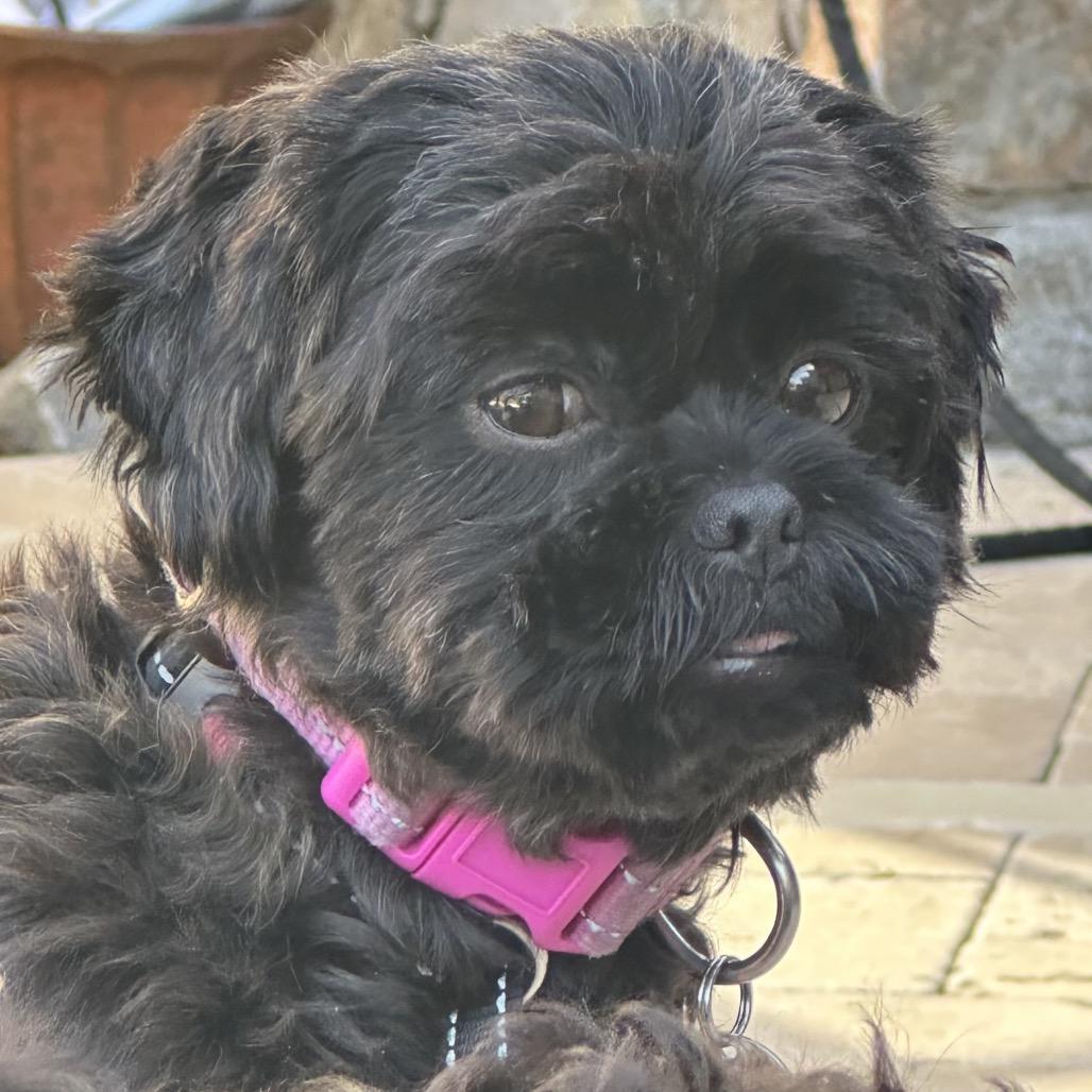 Enlarge Jade, a Adoptable Shih Tzu in Phoenix, AZ image 4/4