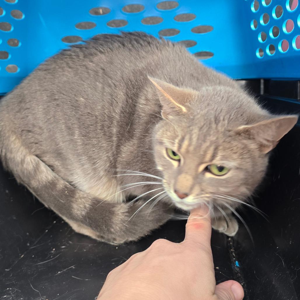 Enlarge Breyer, a Adoptable Domestic Short Hair in Williston, FL image 1/2