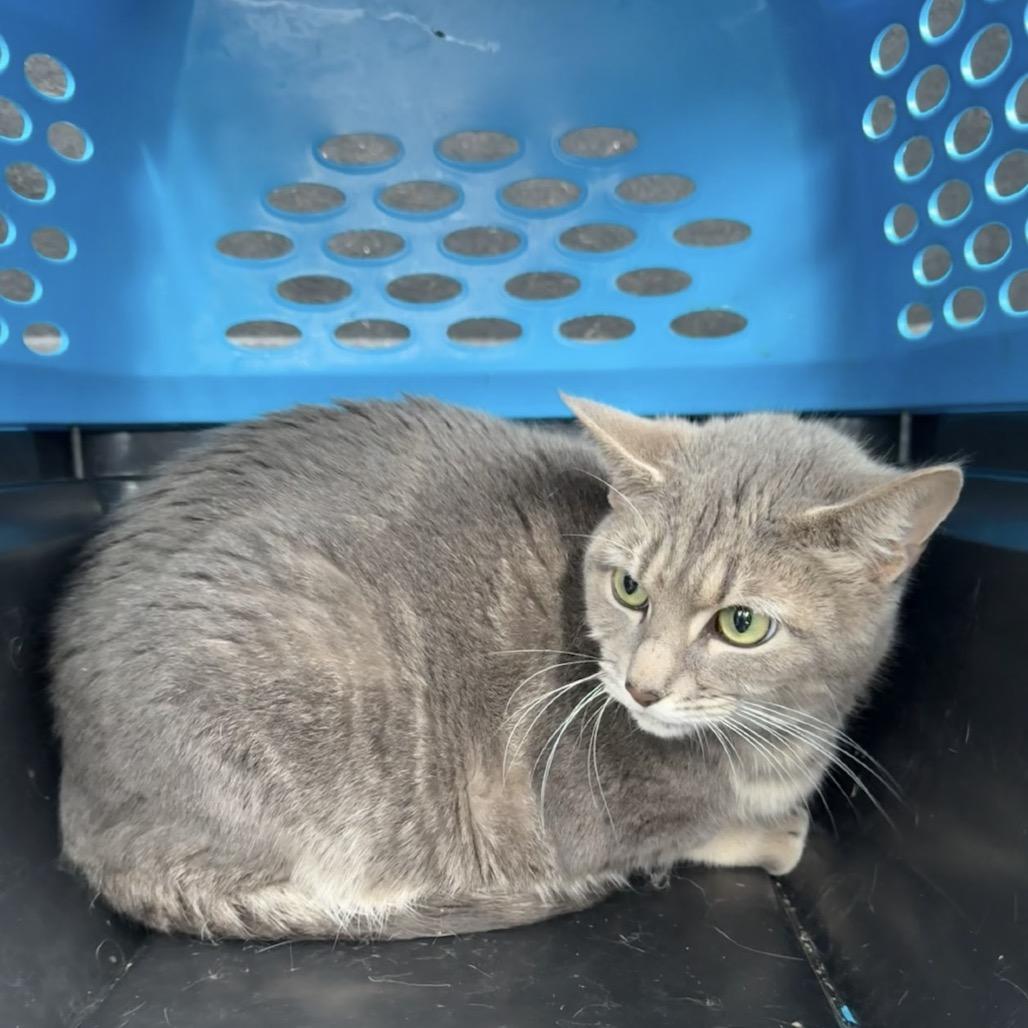 Enlarge Breyer, a Adoptable Domestic Short Hair in Williston, FL image 2/2