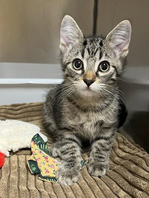 Atticus, Adopted, Kitten Male Tabby & Domestic Short Hair.