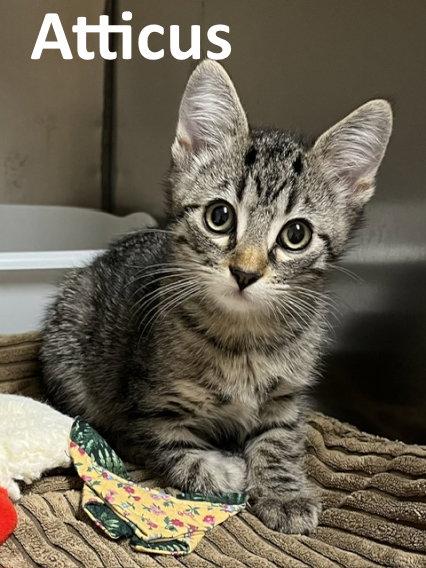 Atticus, a Adopted mixed breed in Mountain View, AR image 2/3
