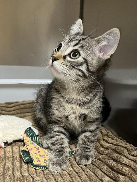 Atticus, a Adopted mixed breed in Mountain View, AR image 3/3