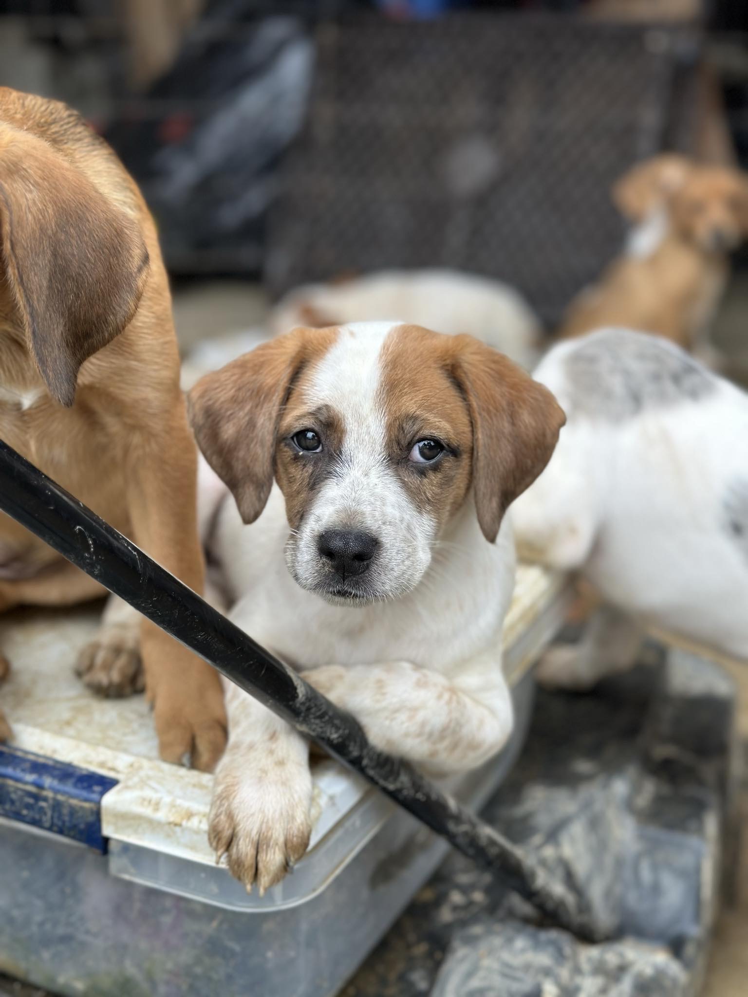 Enlarge Shrimp, a Adopted mixed breed in Pittsburgh, PA image 4/4