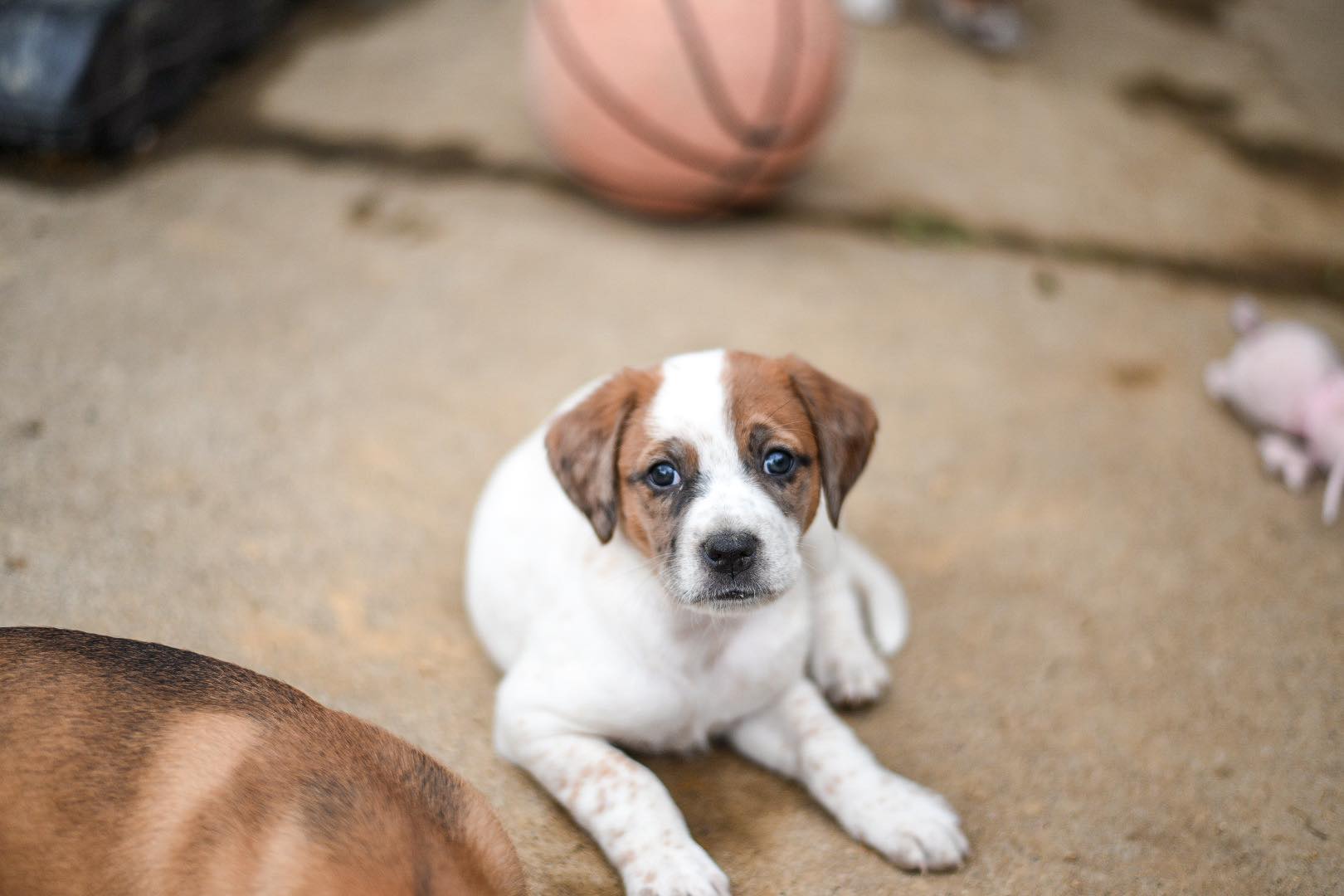 Enlarge Shrimp, a Adopted mixed breed in Pittsburgh, PA image 3/4