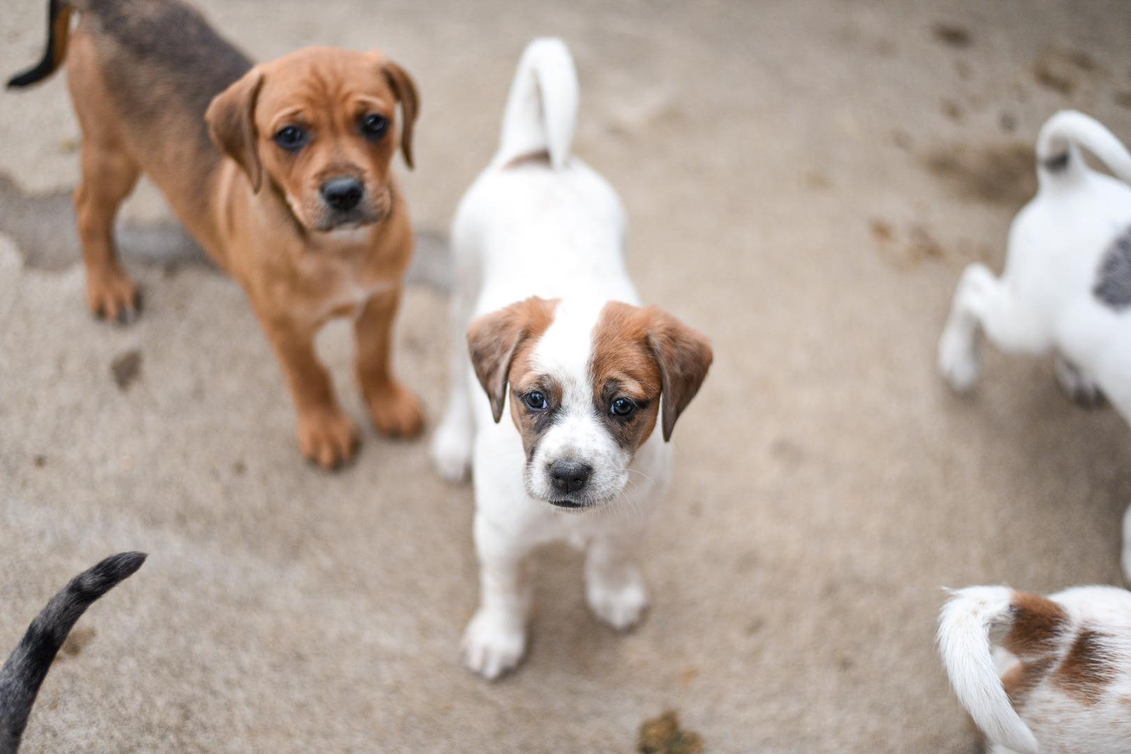 Enlarge Shrimp, a Adopted mixed breed in Pittsburgh, PA image 2/4
