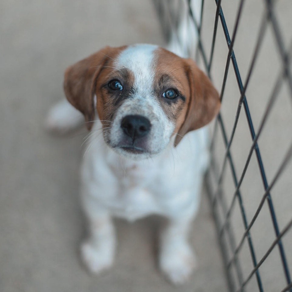 Shrimp, Adopted, Puppy Female Catahoula Leopard Dog & Hound.