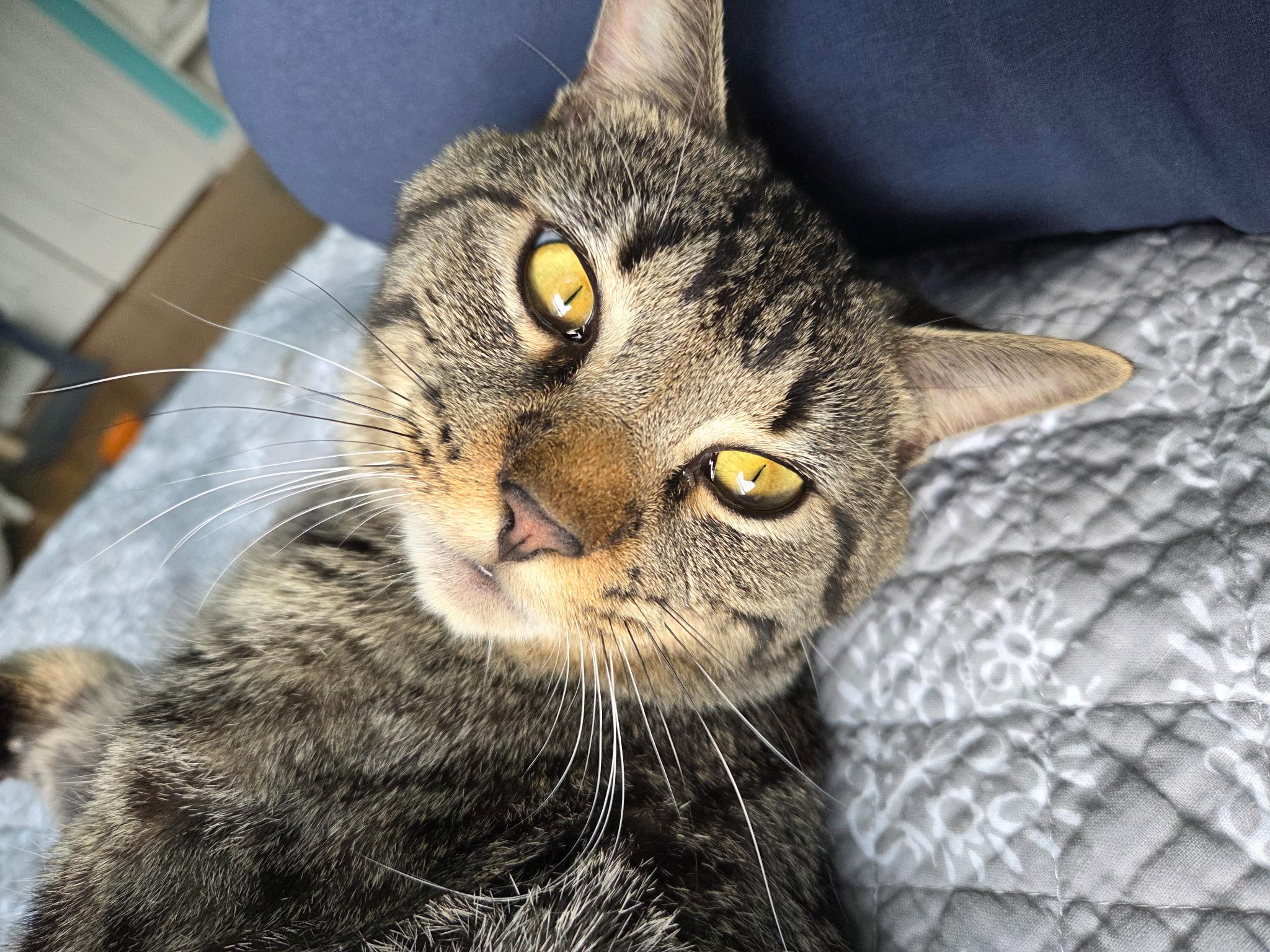 Enlarge Midas, a Adoptable Domestic Short Hair in Andover, CT image 2/6