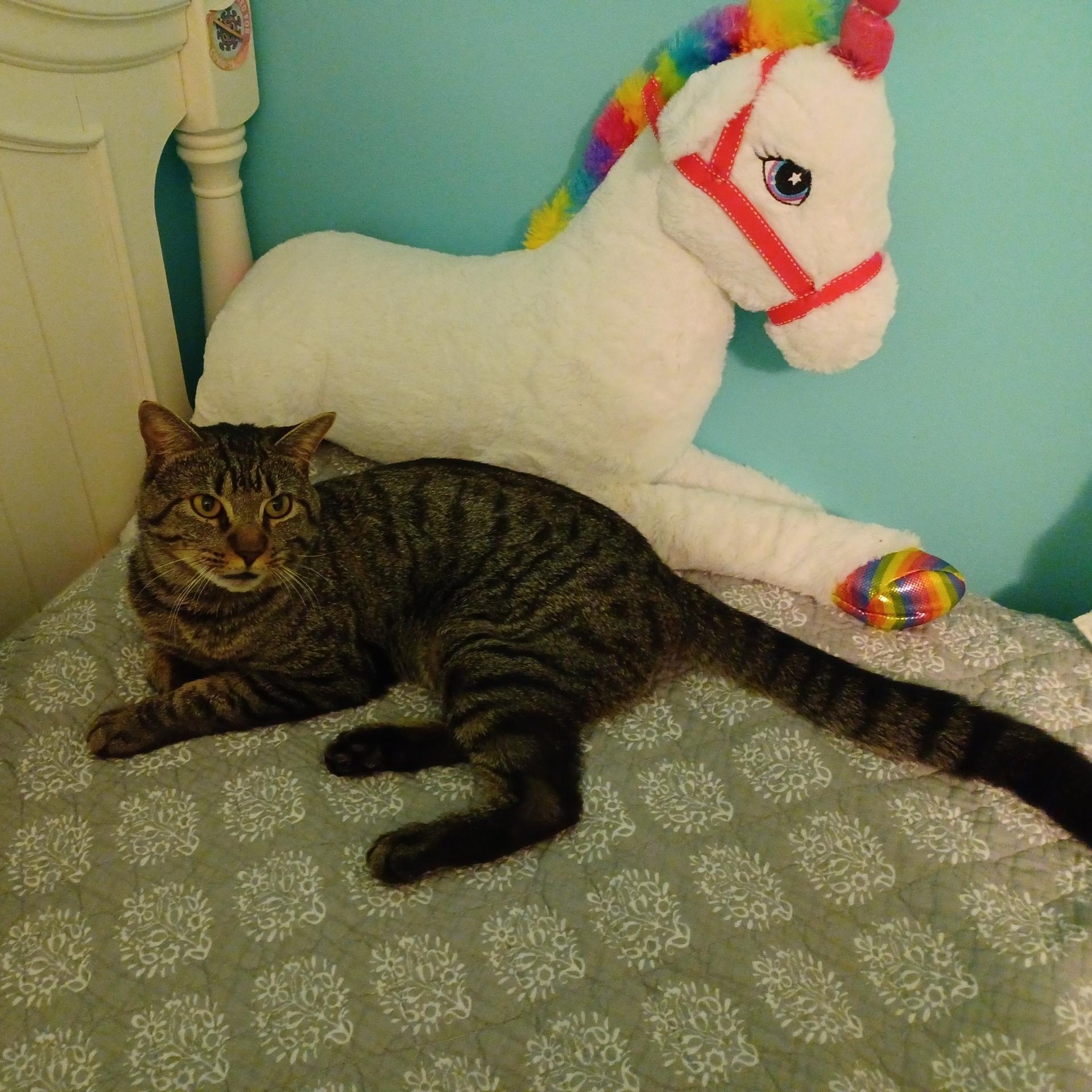 Enlarge Midas, a Adoptable Domestic Short Hair in Andover, CT image 5/6