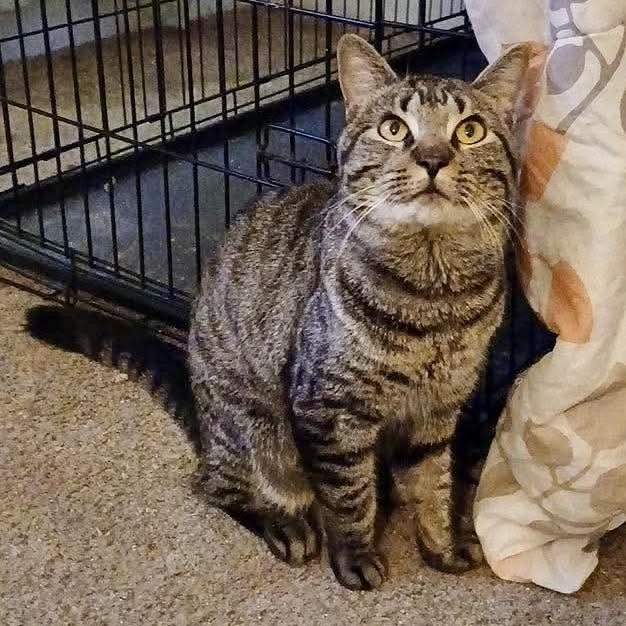 Midas, Adoptable, Young Male Domestic Short Hair.