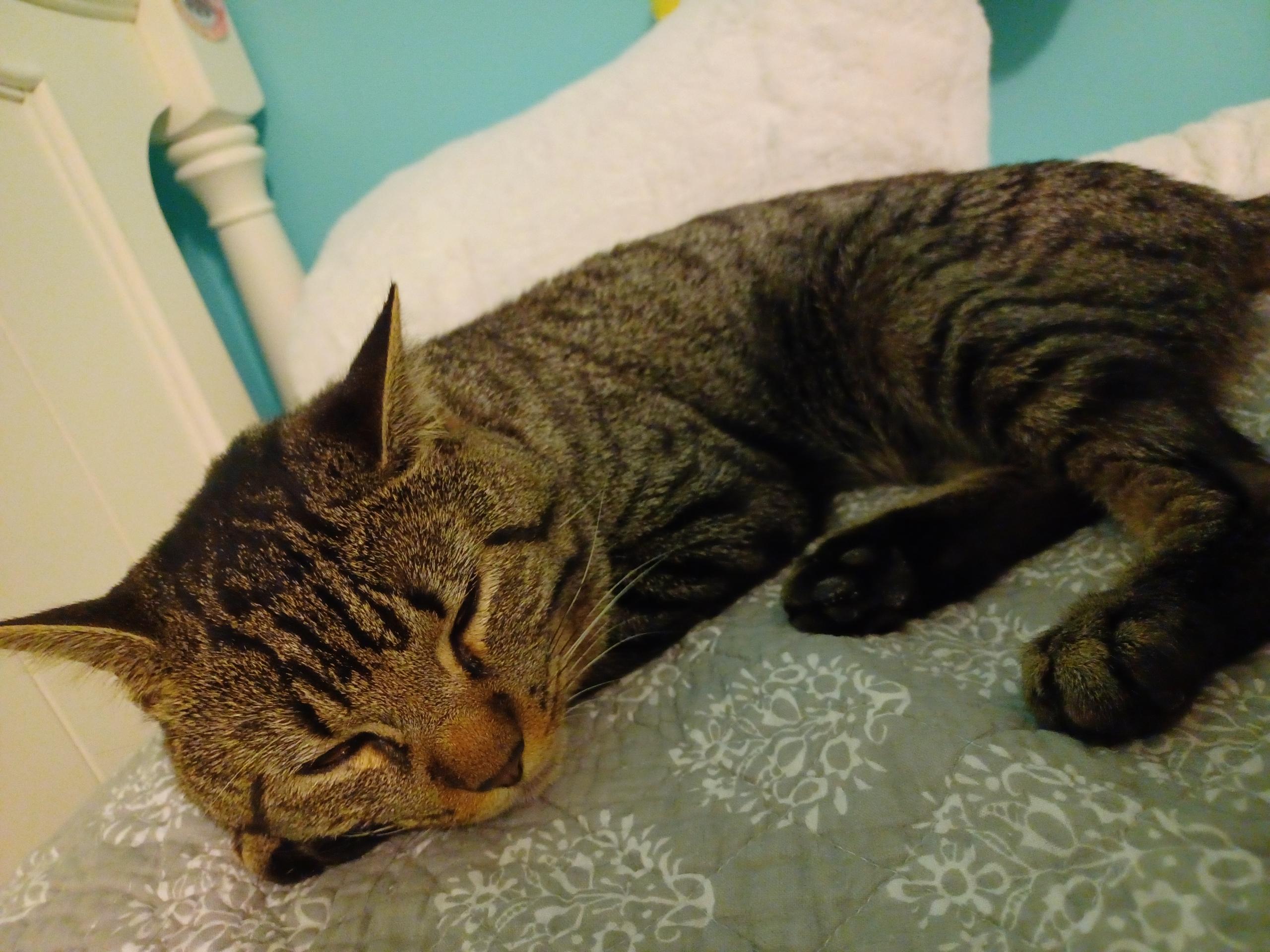 Enlarge Midas, a Adoptable Domestic Short Hair in Andover, CT image 4/6