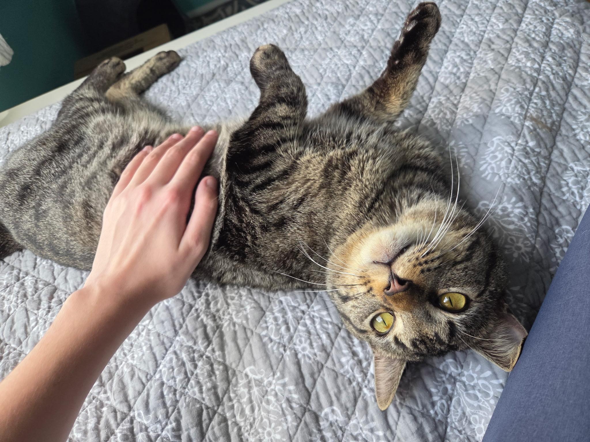 Enlarge Midas, a Adoptable Domestic Short Hair in Andover, CT image 3/6