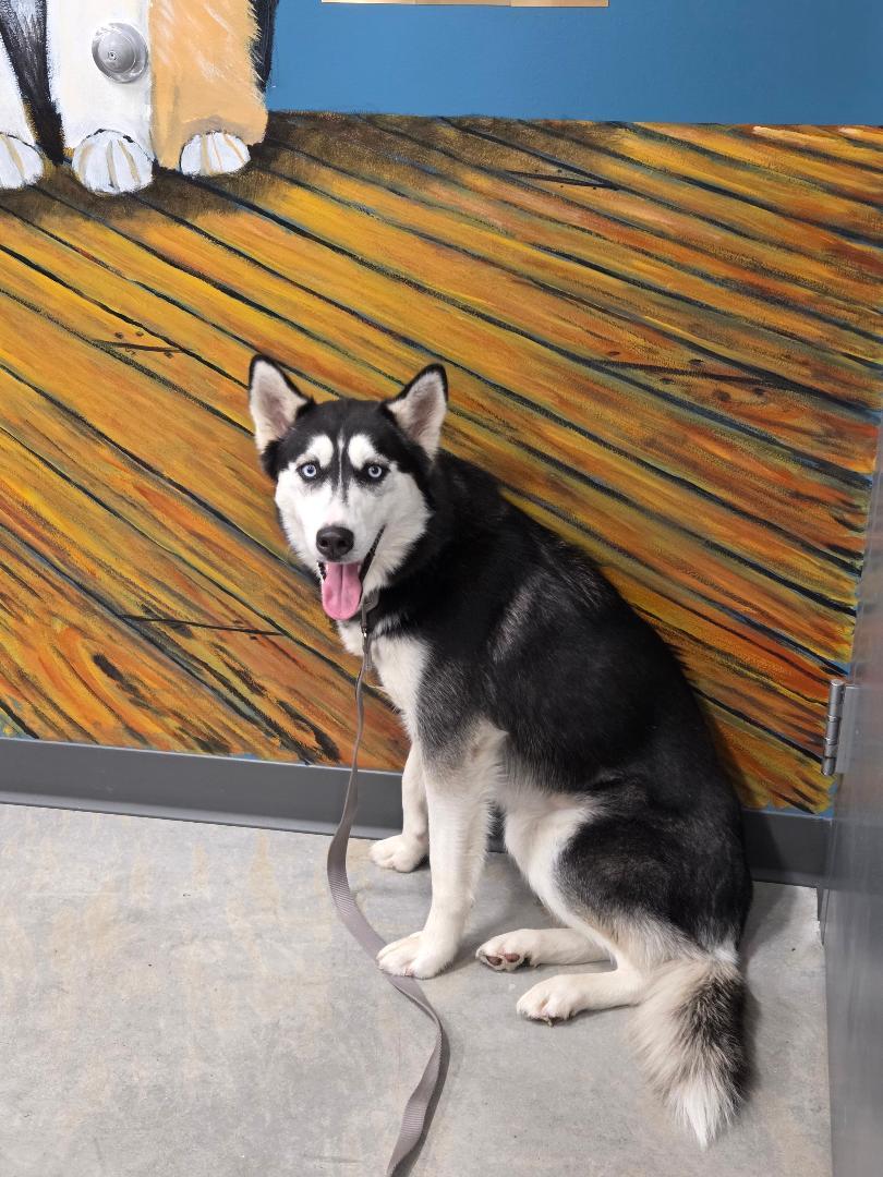 Misty, a Adoptable mixed breed in Jefferson, IA image 1/3