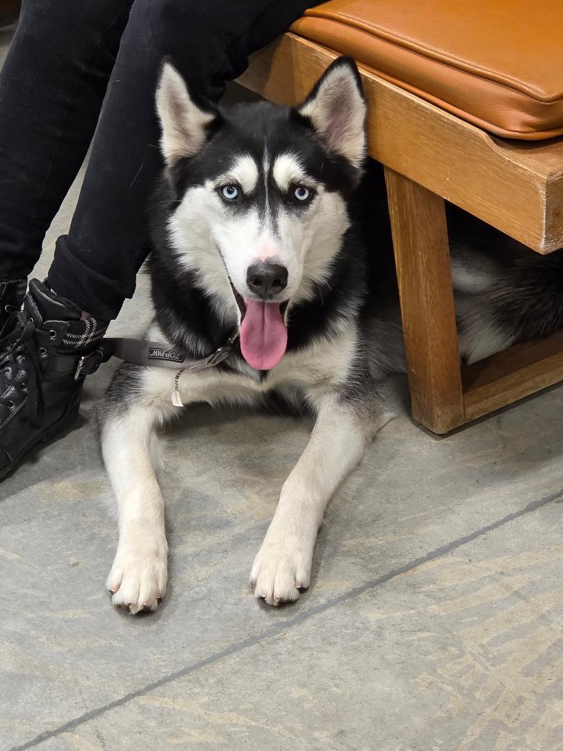 Misty, a Adoptable mixed breed in Jefferson, IA image 2/3