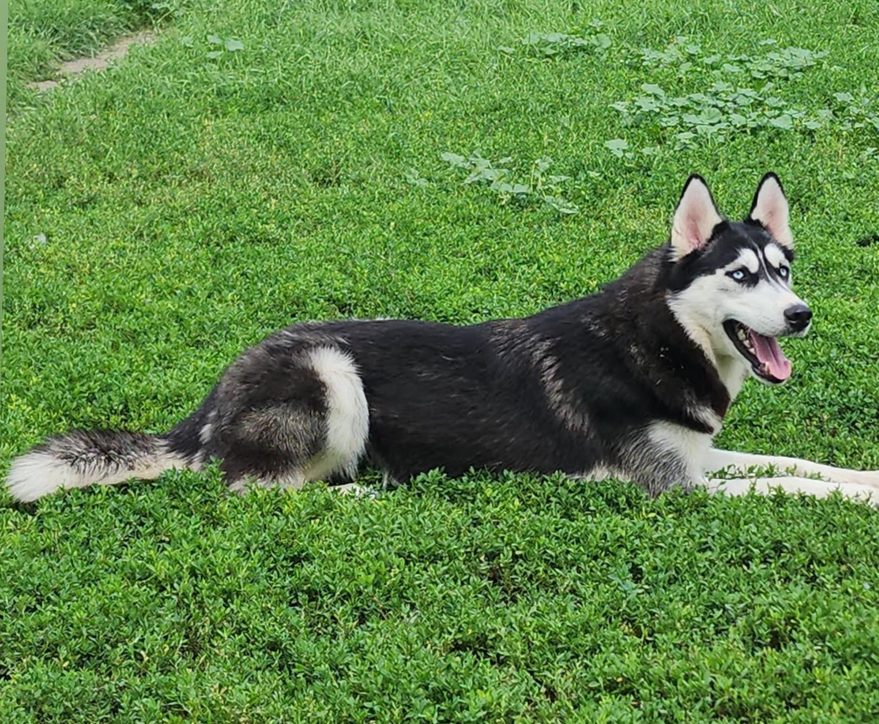 Misty, Adoptable, Young Female Husky.