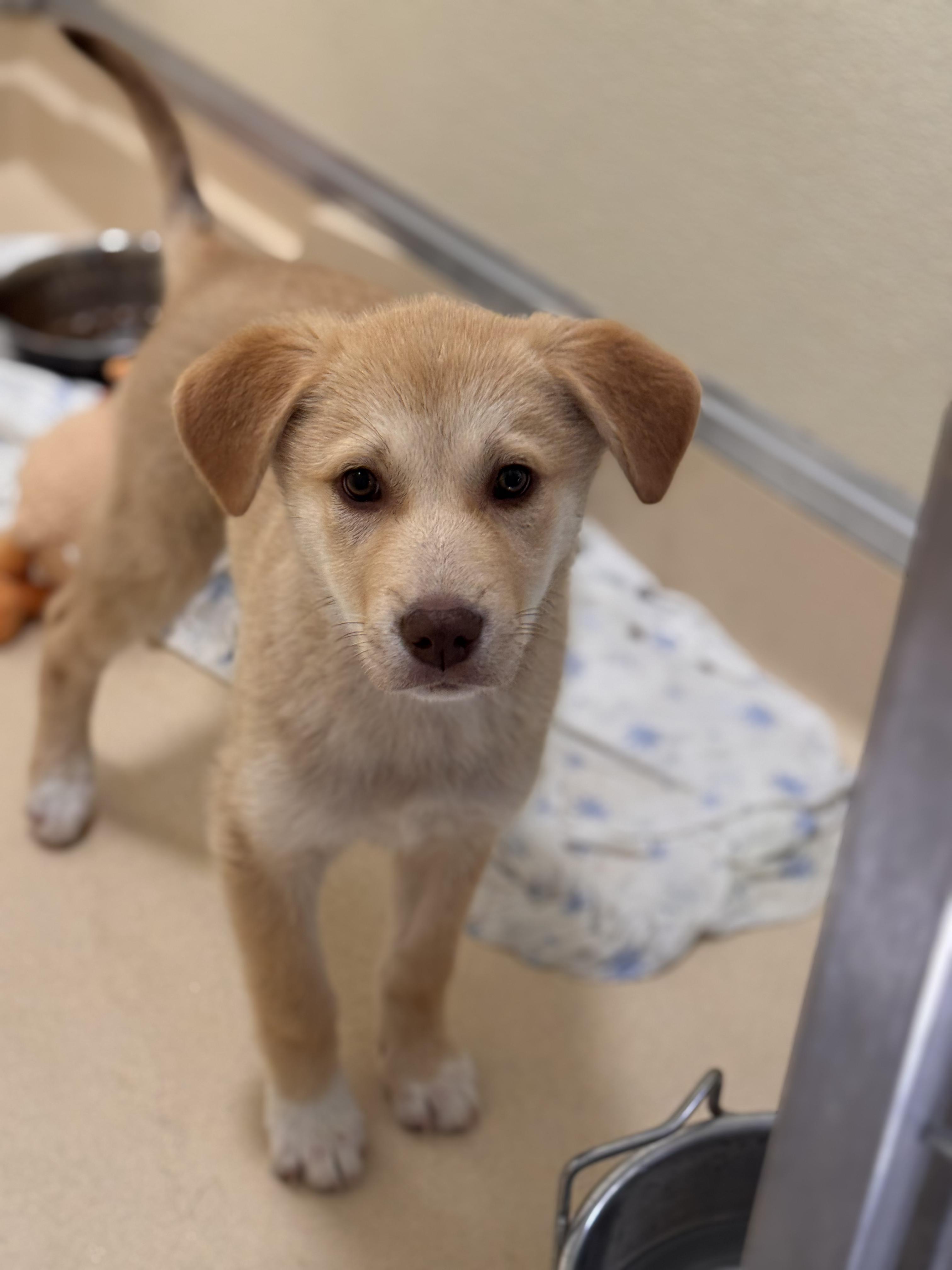 Enlarge Fawn, an adopted Shepherd in Pawleys Island, SC image 1/1