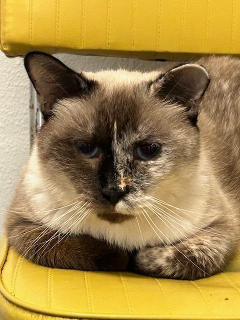 Lizzy, Adoptable, Adult Female Tonkinese.