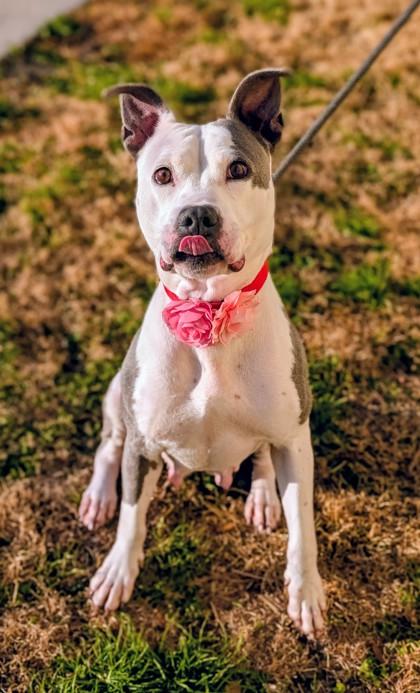 Enlarge Harriet, a Adoptable mixed breed in Gulfport, MS image 1/3