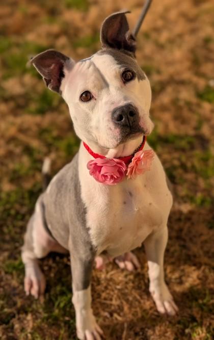 Enlarge Harriet, a Adoptable mixed breed in Gulfport, MS image 2/3