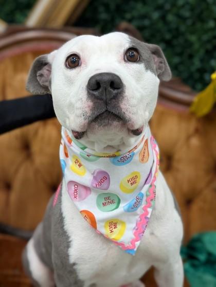 Enlarge Harriet, a Adoptable mixed breed in Gulfport, MS image 3/3