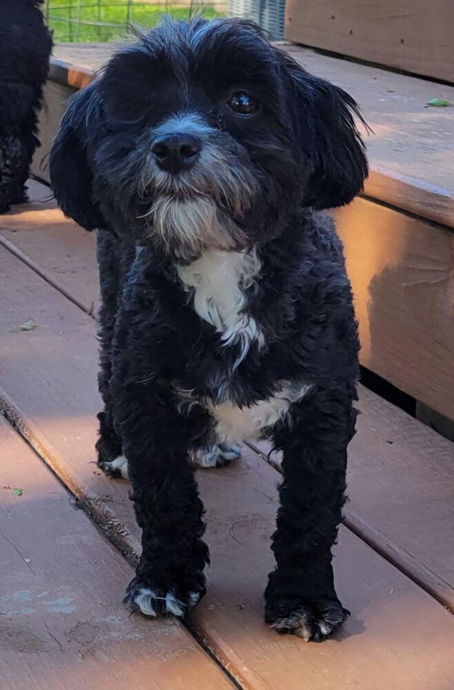 Enlarge 1101 Elsie, a Adoptable Havanese in Ringwood, IL image 2/3