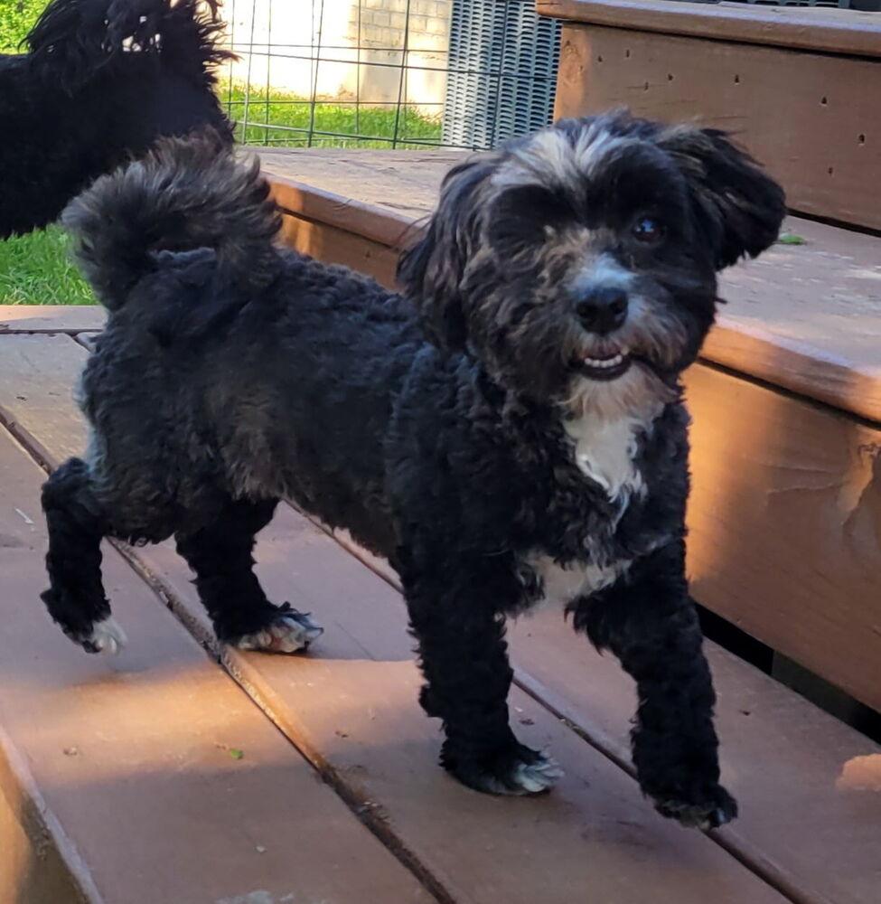 Enlarge 1101 Elsie, a Adoptable Havanese in Ringwood, IL image 3/3