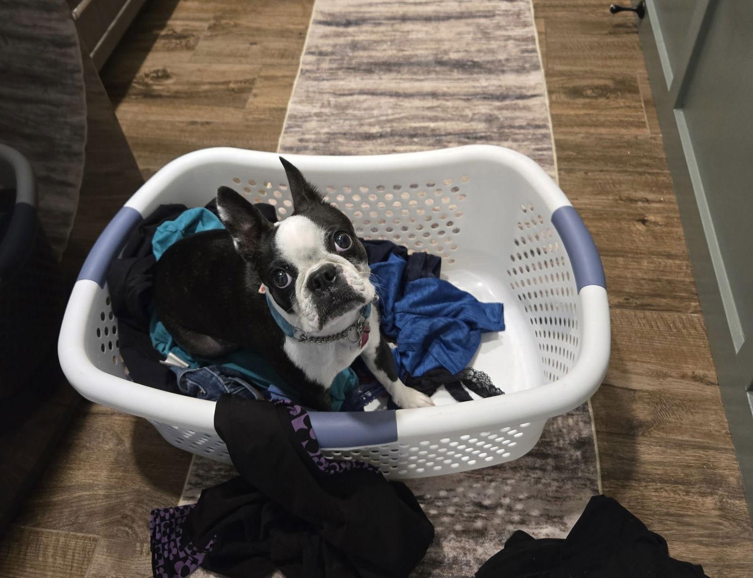 Enlarge Bugsy, a Adopted Boston Terrier in Scottsdale, AZ image 1/3