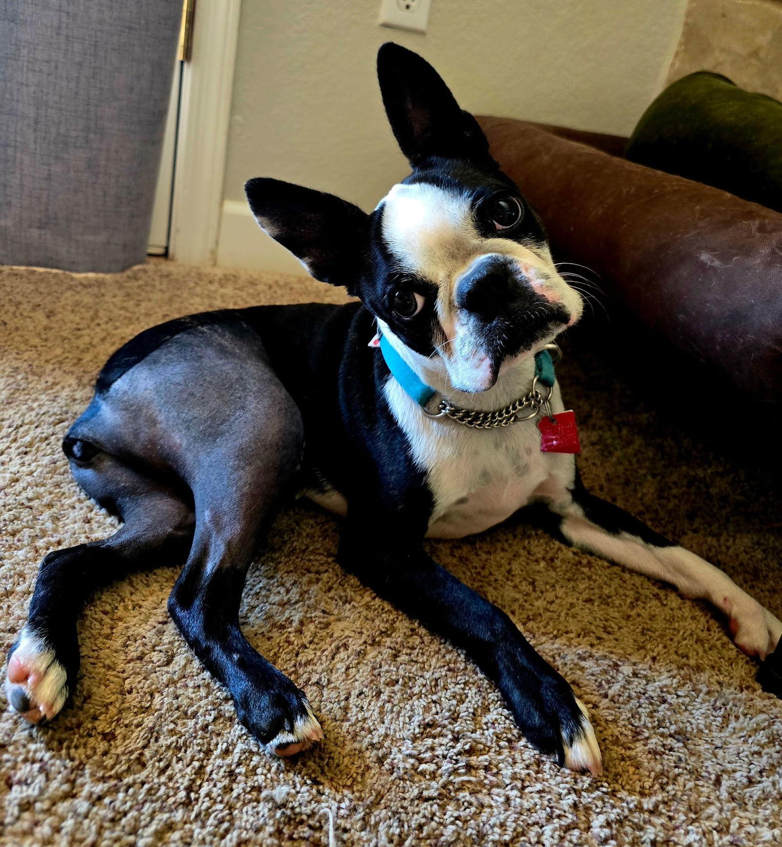 Enlarge Bugsy, a Adopted Boston Terrier in Scottsdale, AZ image 2/3